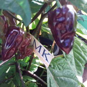 Bhut Jolokia Purple vetőmag - vásárlás online