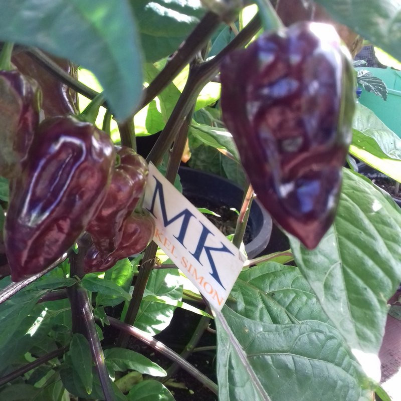 Bhut Jolokia Purple zaden kopen