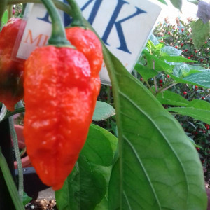 King Naga — купить семена