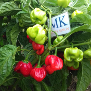 Scotch Bonnet Safi zaden kopen
