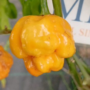 Scotch Bonnet Papa Joes sementes - comprar online