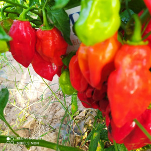 Scotch Bonnet Trinidad Red nasiona - kup online