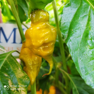 Trinidad Scorpion Green frø - køb online
