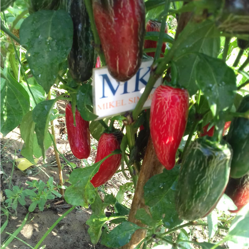 Jalapeño Biker Bills seeds - buy online