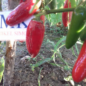 Jalapeño Early, cosecha propia frø - kjøp på nett