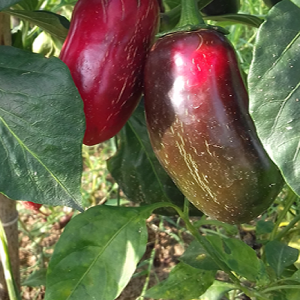 Jalapeño Conchos semena - nakup prek spleta