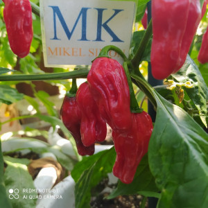 Paprika Füszer Csipös, Hungria siemenet - osta verkosta