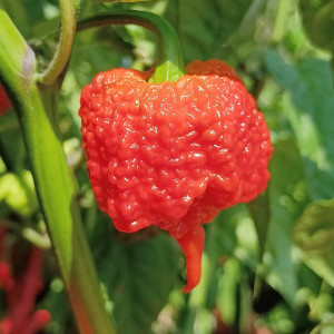 Carolina Reaper seemned - osta veebist