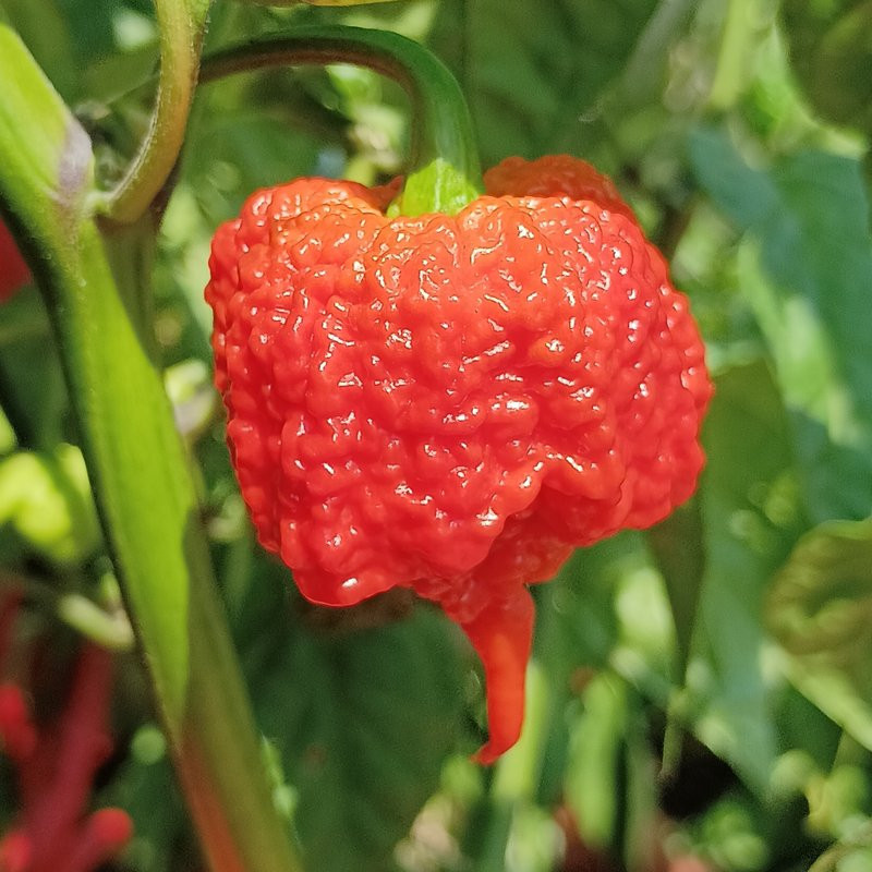 Carolina Reaper semena - nakup prek spleta
