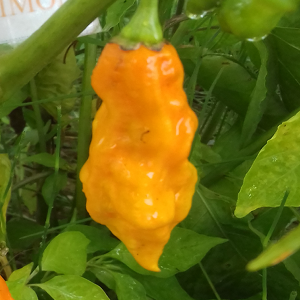 Scotch Bonnet Jamaican Long — купить семена