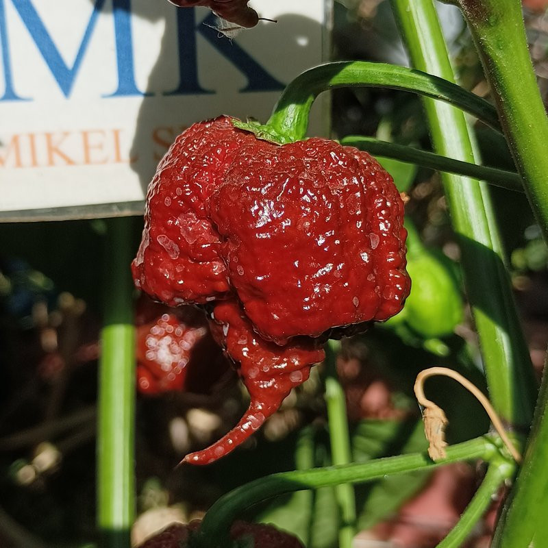 Carolina Reaper Chocolate semi - acquista online