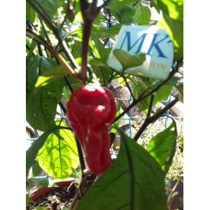 Bhut Jolokia x Maldivian Hot frön - köp online