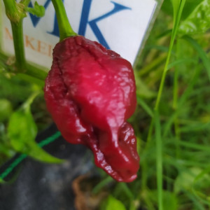 Brasilian Brown Ghost Pepper sėklos - pirkti internetu