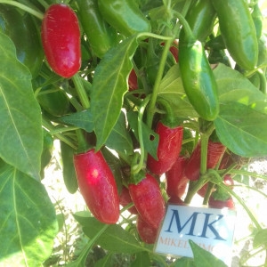 Jalapeño Numex Vaquero, 10 semillas, Capsicum annuum - comprar se