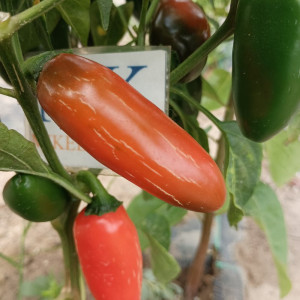 Jalapeño Numex Orange semena - nakup prek spleta