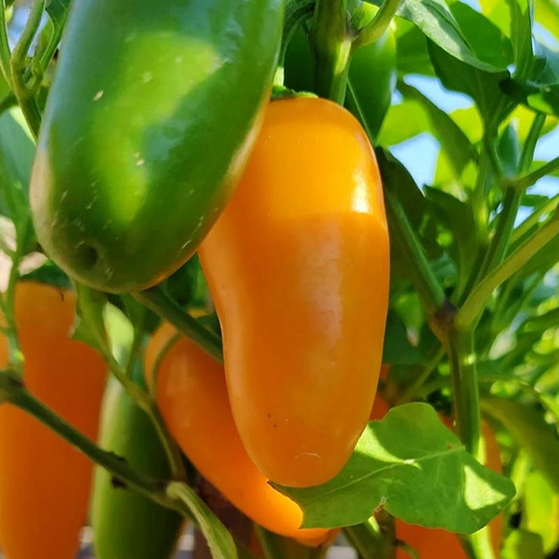 Jalapeño Numex Pumpkin frø - kjøp på nett