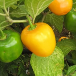 Rocoto Canario siemenet - osta verkosta