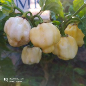 7 POD White semințe - cumpără online