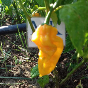 Fatalii Yellow семена - купи онлайн