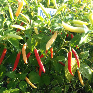 PIRI-PIRI siemenet - osta verkosta