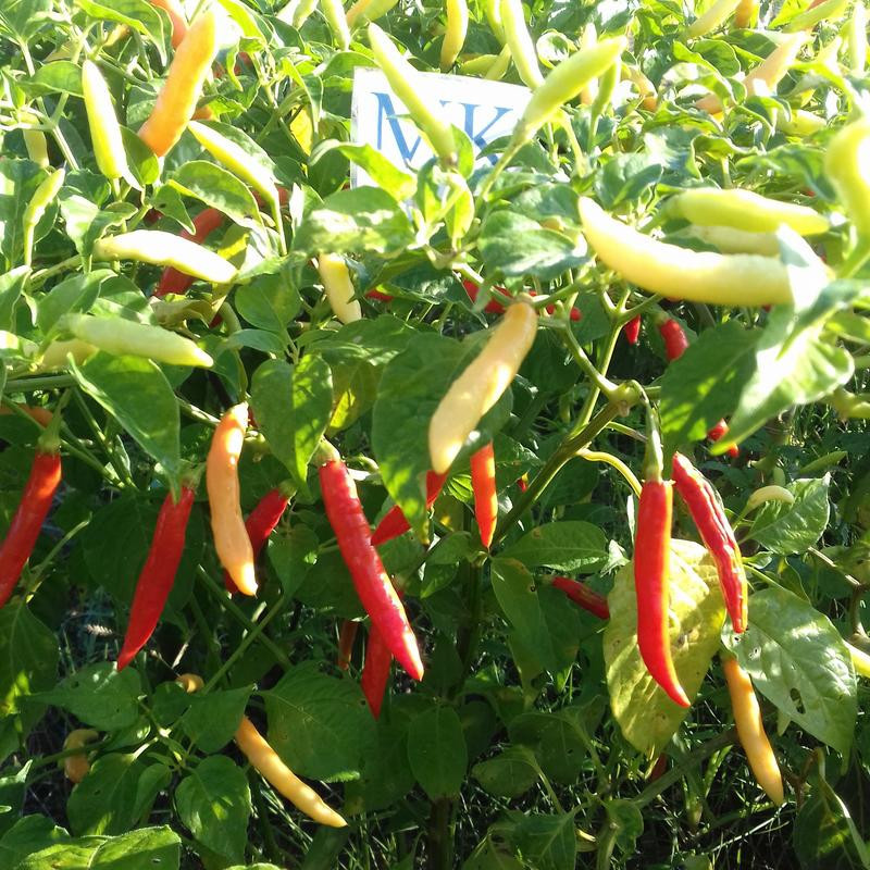 PIRI-PIRI frø - kjøp på nett