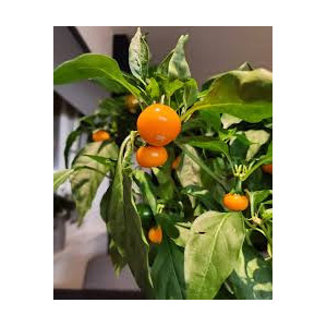 Chilli Sarga Cseresznye seemned - osta veebist