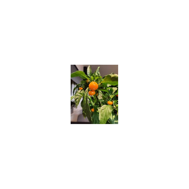Chilli Sarga Cseresznye seeds - buy online