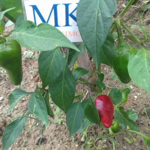 Pimiento d'Espelette semena - koupit online