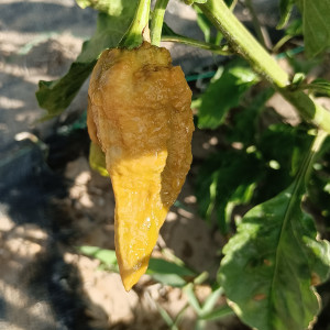 Khaki Bhut Jolokia Orange semena - koupit online