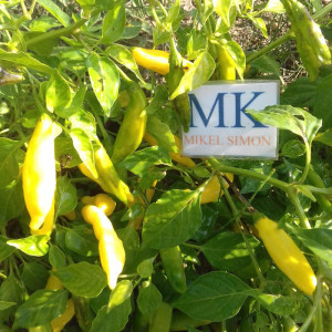 Aji Inka Hot seeds - buy online
