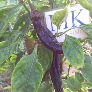 Tazmanian Black seme - kupite online