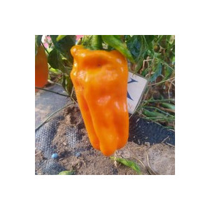 Petit Marseillais sementes - comprar online