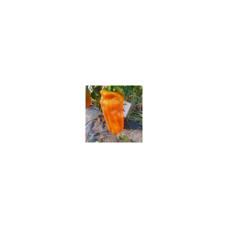 Petit Marseillais semena - koupit online