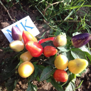 Burke Backyard Thai Chilli semena - nakup prek spleta
