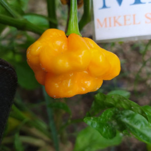 Scotch Bonnet Trenton FM — купить семена
