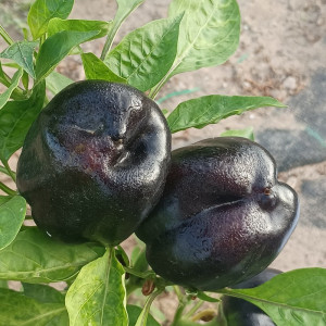 Acheter graines Pimienta Purple Beauty