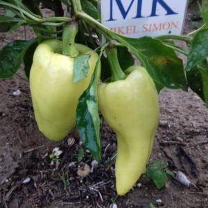 Pimiento Alba Regia, vetőmag vetőmag - vásárlás online