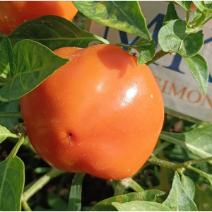 Apfel Paprika, seeds, cosecha propia sementes - comprar online