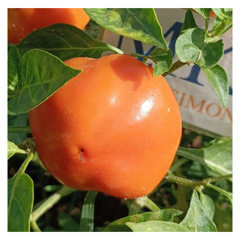Apfel Paprika, sjemenke, cosecha propia sjemenke - kupovina