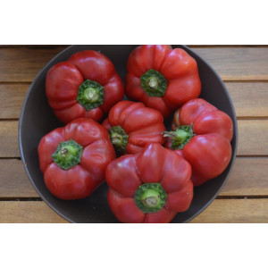 Pimienta Tomate Hungara sėklos - pirkti internetu