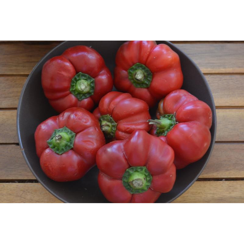 Pimienta Tomate Hungara Samen kaufen