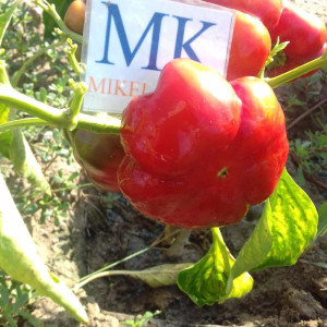 Topepo Rosso semi - acquista online
