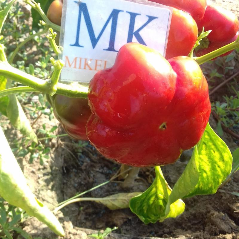 Topepo Rosso siemenet - osta verkosta