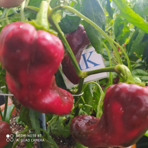 Spitzpaprika Red sēklas - pirkt internetā
