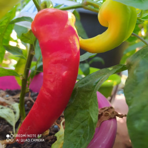 Record Paprika sėklos - pirkti internetu