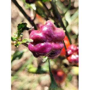 Purple Pumpkin seeds - buy online