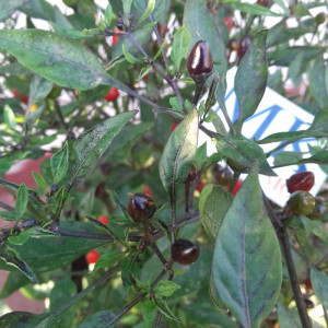 Black Prince zaden kopen