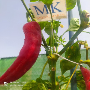 Paprika Kapia seme - kupite online