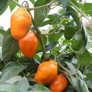 Rocoto Guatemala Orange семена - купи онлайн