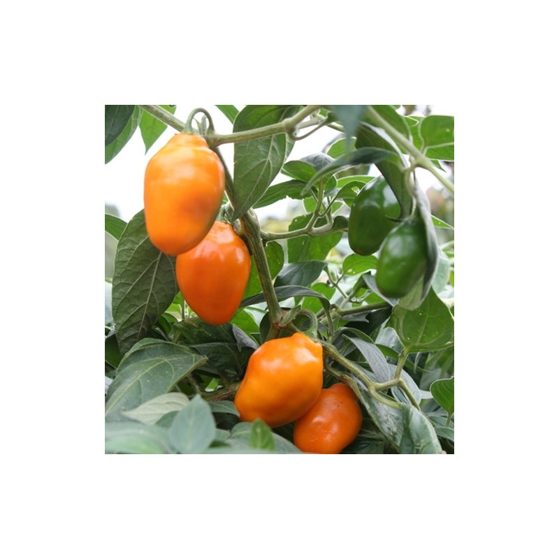 Rocoto Guatemala Orange seeds - buy online